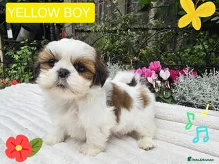 Shih Tzu dogs 🐶🐾EXCEPTIONAL PURE STANDARD SHIH TZU PUPPIES🐾🐶 - Advert 1