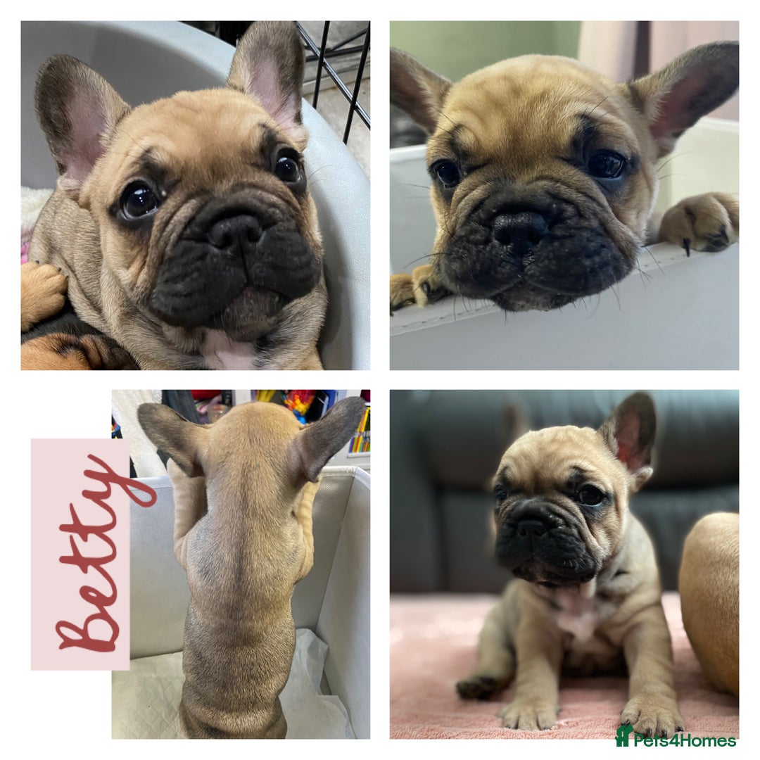 French Bulldog dogs for sale: KC Registered French Bulldogs Blue/Brindle/Fawn - Advert 14