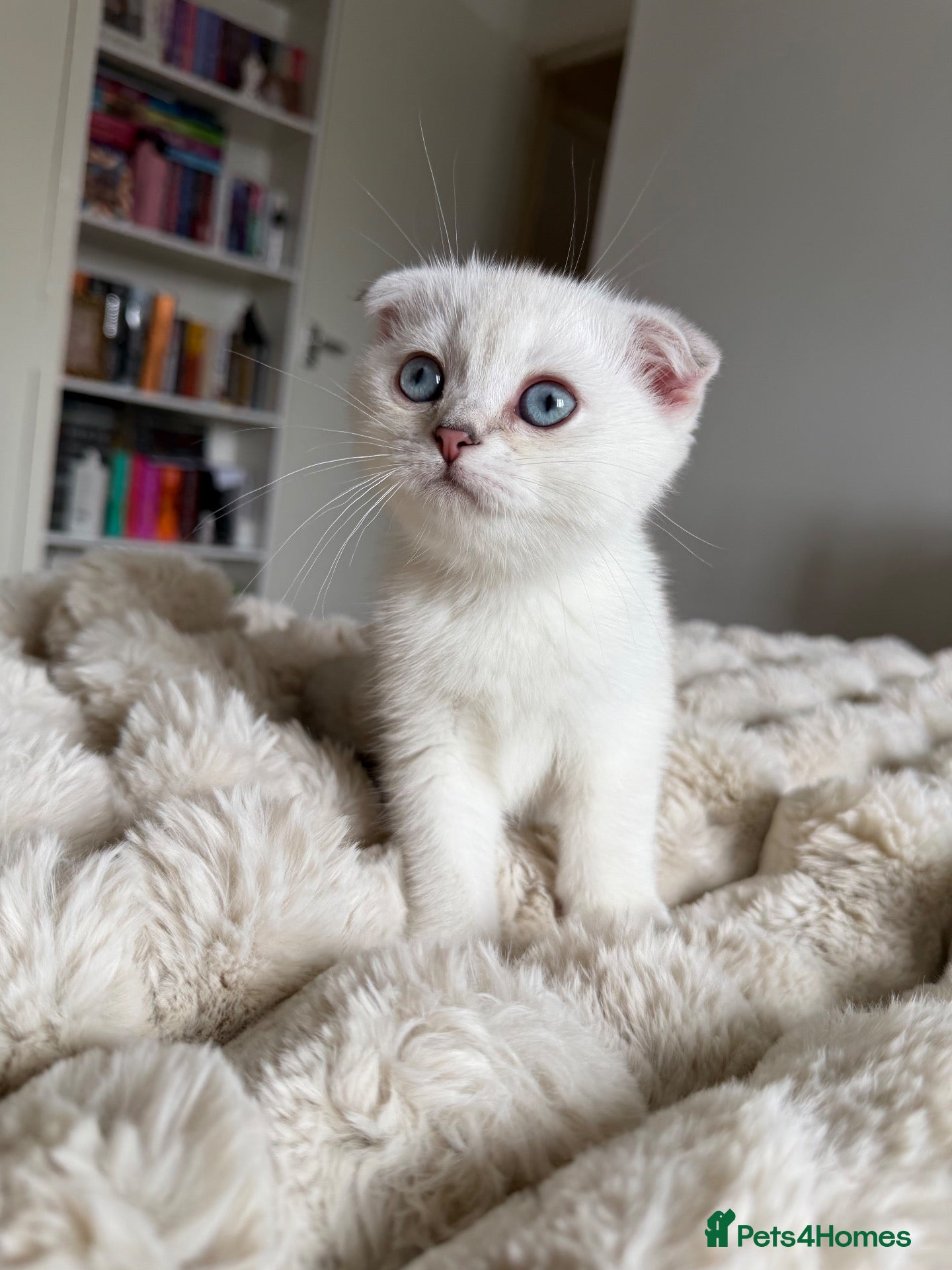 Scottish Fold cats Silver chinchilla Scottish folds  - Advert 11