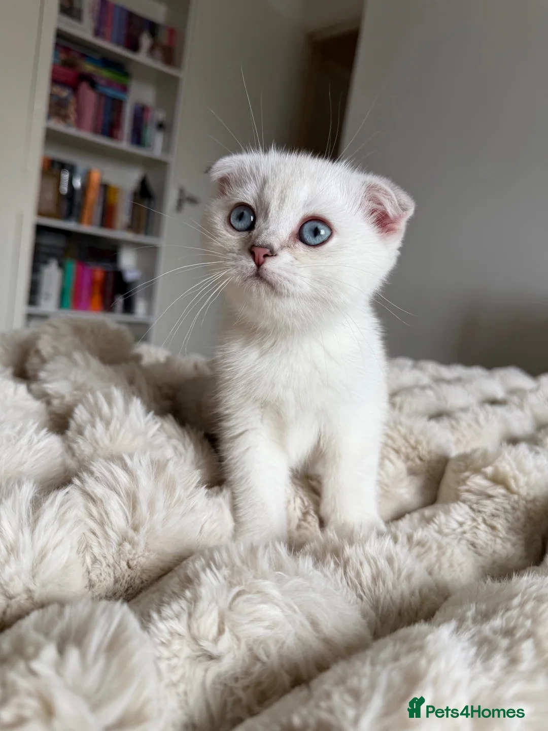 Scottish Fold cats for sale: Silver chinchilla Scottish folds  - Advert 2