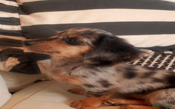 Miniature Dachshund dogs for sale: Long-Haired Dapple Mini Dachshund Puppy (RE-HOME) - Image 2