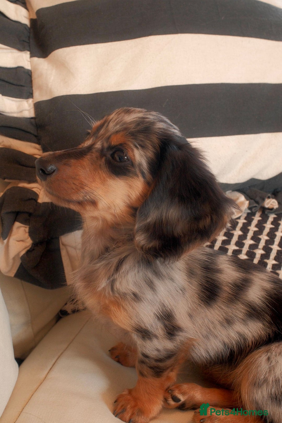 Miniature Dachshund dogs for sale: Long-Haired Dapple Mini Dachshund Puppy (RE-HOME) - Image 2