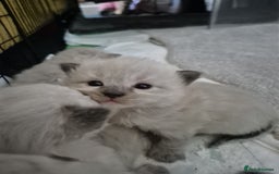 Ragdoll cats for stud: Ragdoll for stud  in Goole - Image 20