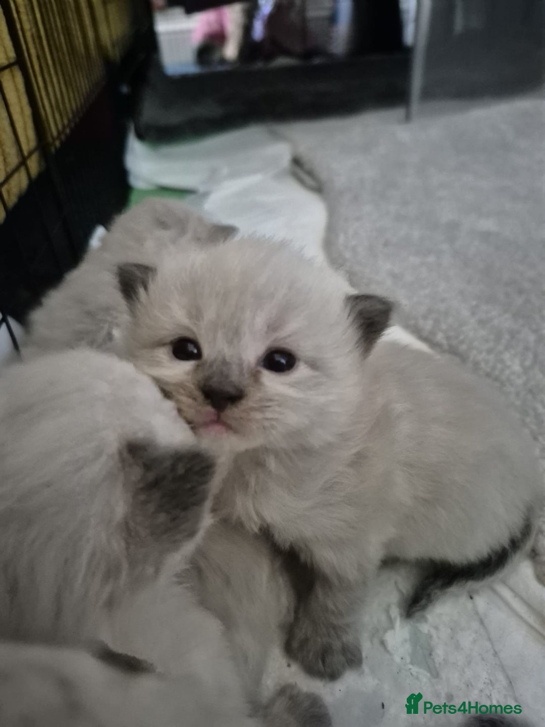 Ragdoll cats for stud: Ragdoll for stud  in Goole - Image 20