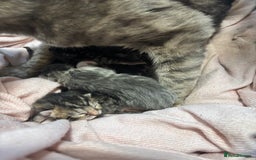 Bengal cats for sale: Full bengal kittens - Image 4