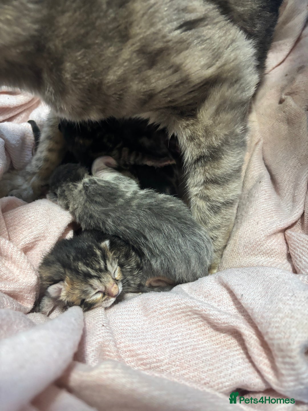Bengal cats for sale: Full bengal kittens - Image 4