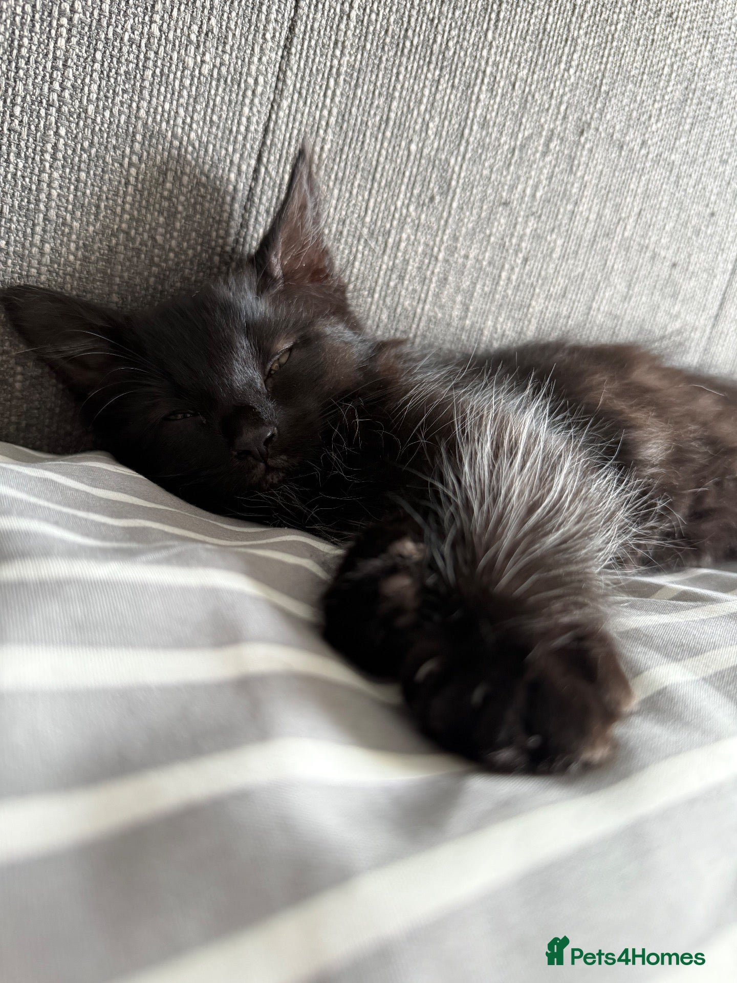 Domestic Shorthair cats 1 gorgeous medium hair female left - Advert 10