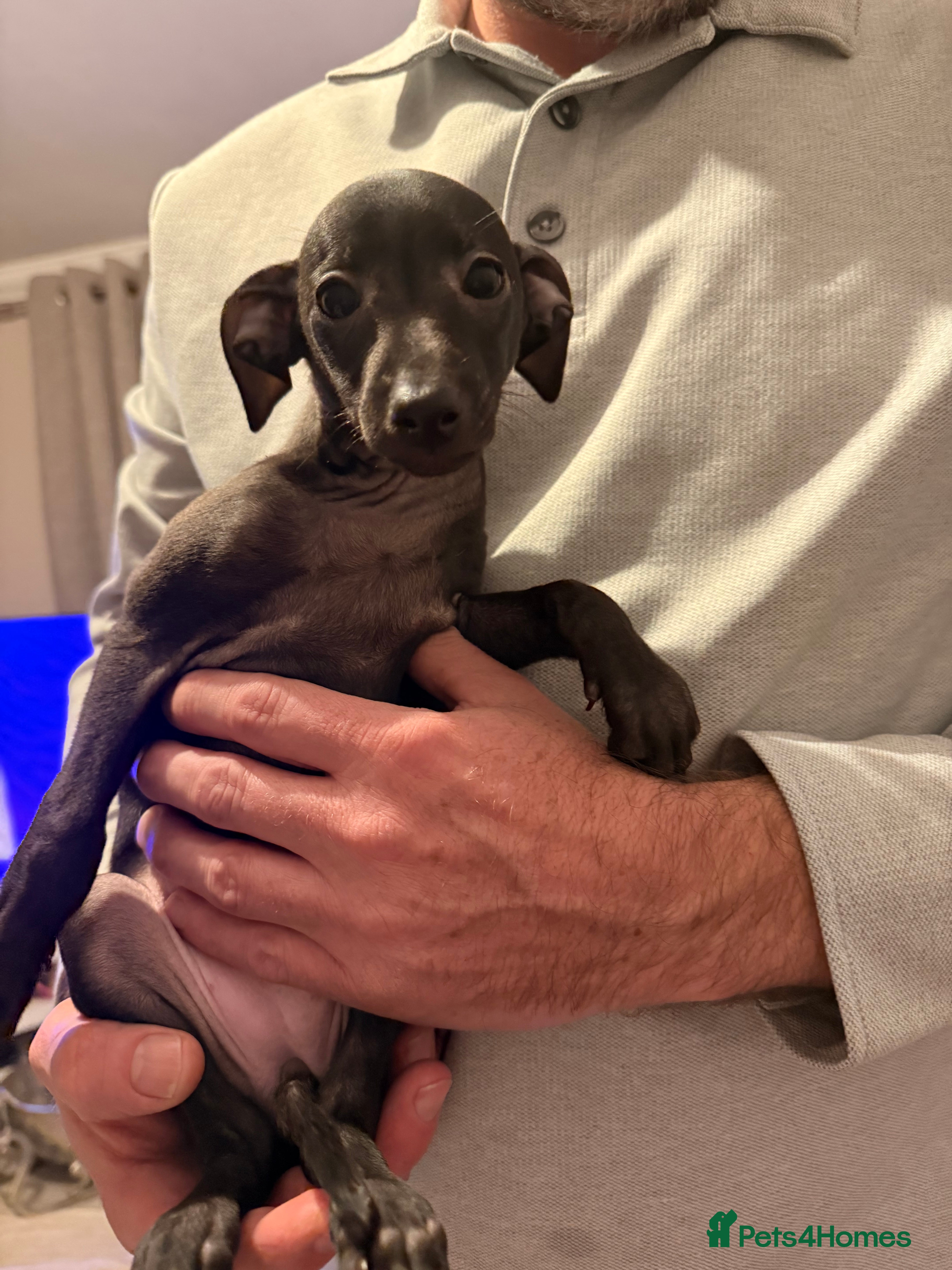 Italian Greyhound dogs KC registered Italian puppy’s  - Advert 8