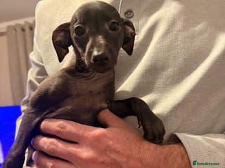 Italian Greyhound dogs KC registered Italian puppy’s - Advert 16