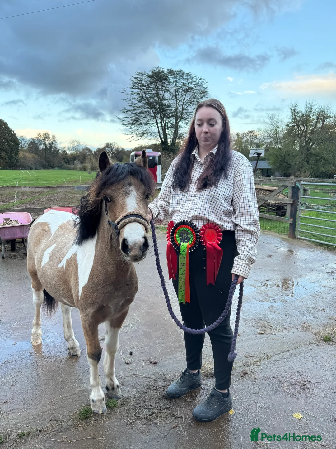 Welsh Section A horses for sale: Beautifully well marked Welsh P/B - Advert 13