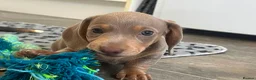 Miniature Dachshund dogs for sale: KC Reg Miniature Dachshund Puppies For Sale - Advert 25
