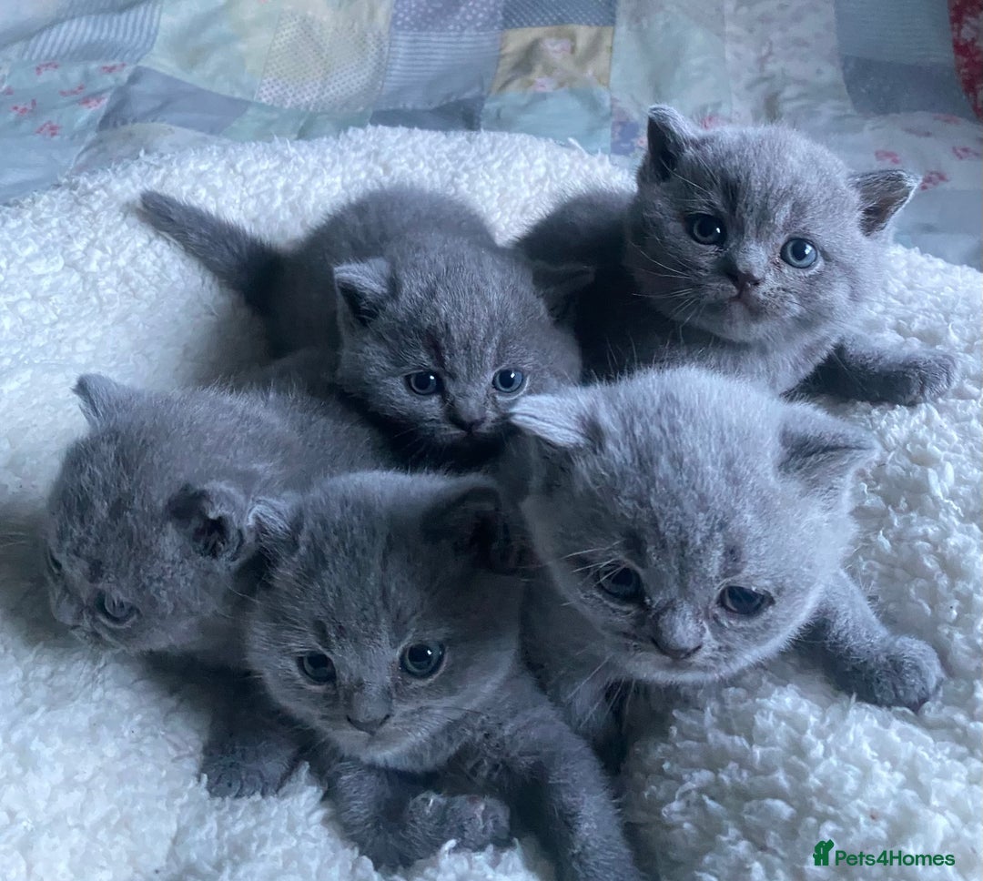 British Shorthair cats for sale: British Shorthair Blue male Kittens - Image 2