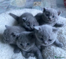 British Shorthair cats - Advert 10