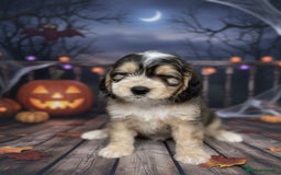 Cockapoo dogs for sale: Beautiful show cockapoo pups  - Image 6