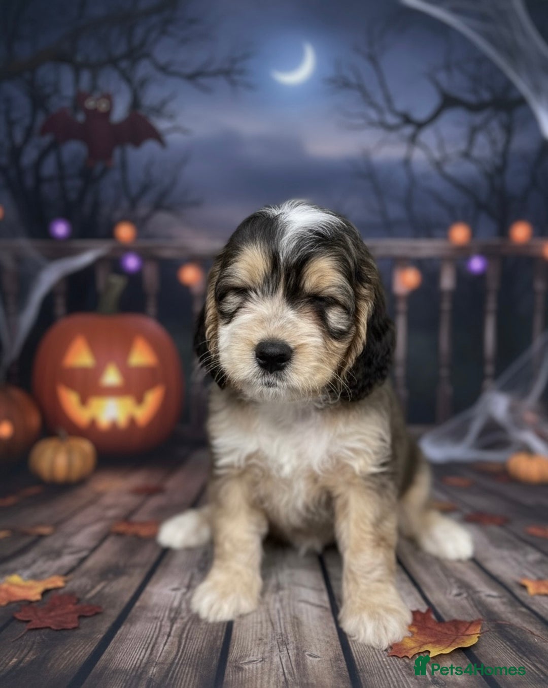 Cockapoo dogs for sale: Beautiful show cockapoo pups  - Image 6