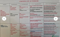 Golden Retriever dogs for sale: Exceptional litter of kc healthy golden retrievers - Image 12