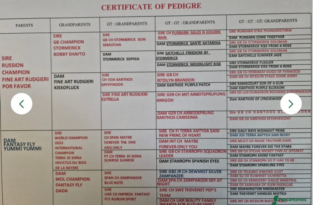 Golden Retriever dogs for sale: Exceptional litter of kc healthy golden retrievers - Image 12