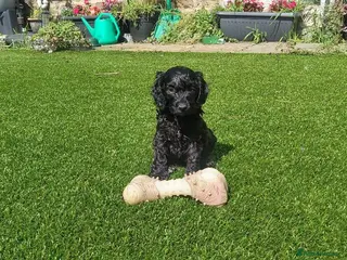 Cockapoo dogs for sale: F1 cockapoo black boy registered breeder - Advert 1
