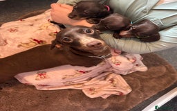 Dachshund dogs for sale: Miniature Dachshund puppies - Image 9