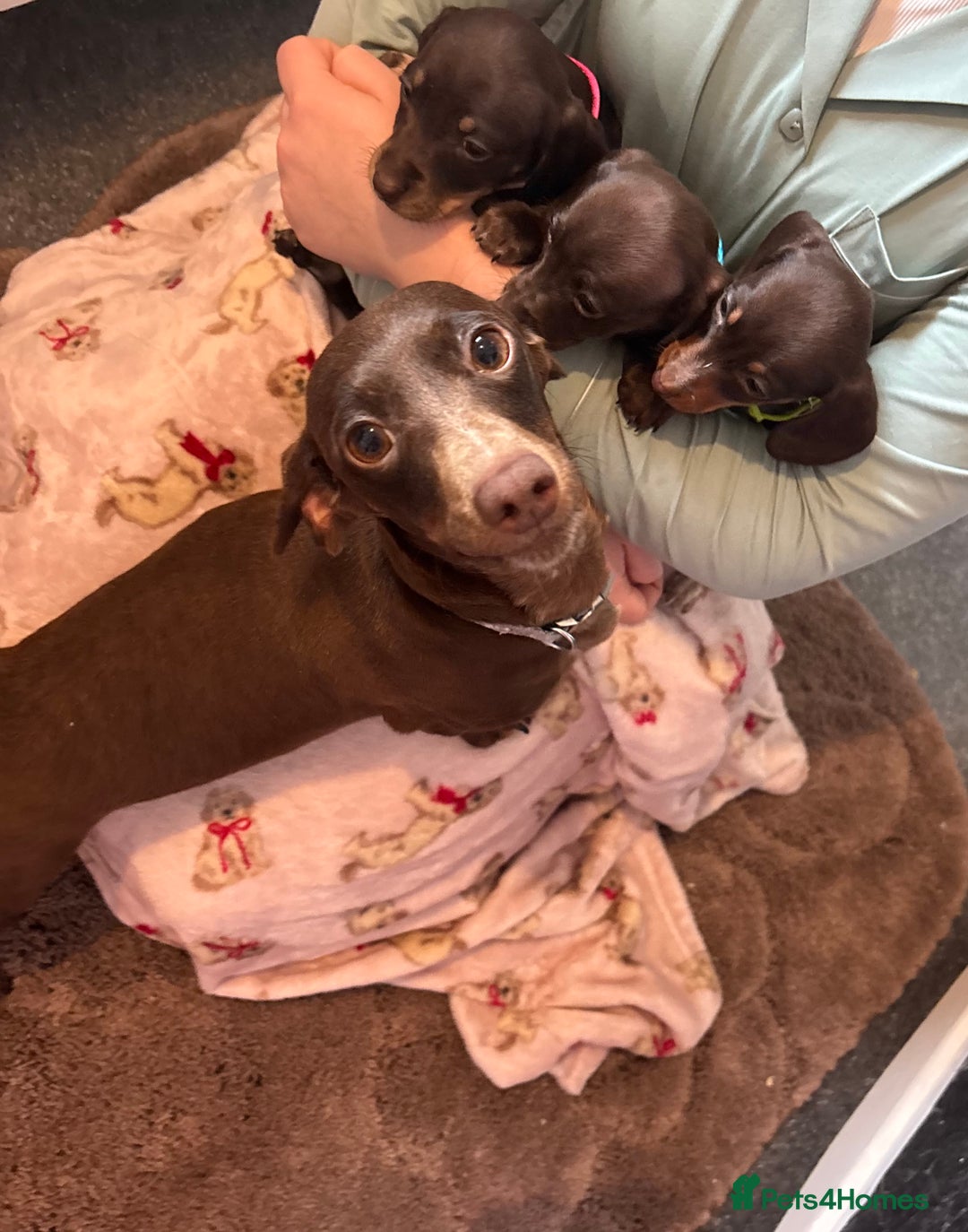 Dachshund dogs for sale: Miniature Dachshund puppies - Image 9