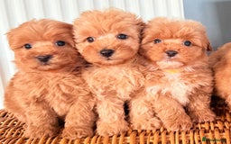 Cairn Terrier dogs for sale: STUNNING F1 cairn-oodle puppies  - Image 17