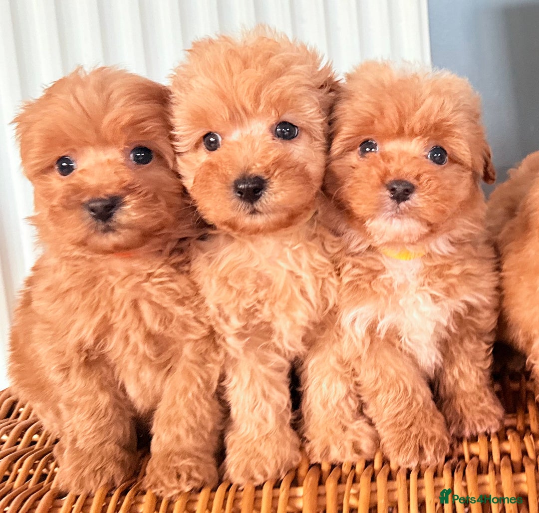 Cairn Terrier dogs for sale: STUNNING F1 cairn-oodle puppies  - Image 17