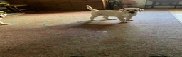 Labrador Retriever dogs for sale: Pick of the litter - Advert 4