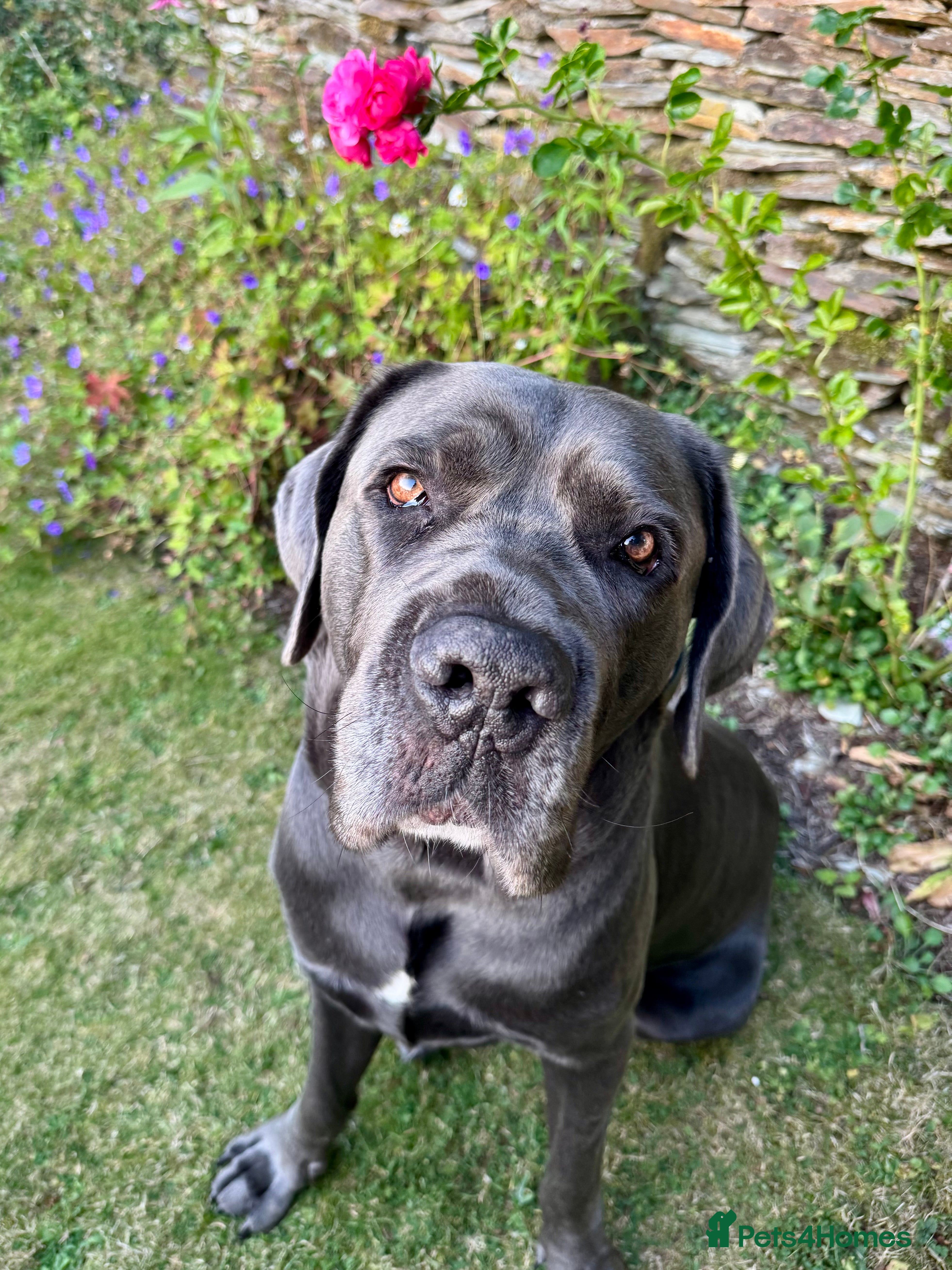 Cane Corso dogs Cane Corso Male - just under 6 years old - Advert 1