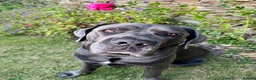 Cane Corso dogs for sale: Cane Corso Male - just under 6 years old - Advert 1