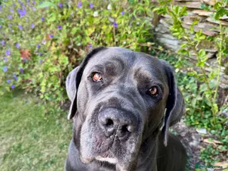 Cane Corso dogs Cane Corso Male - just under 6 years old - Advert 1