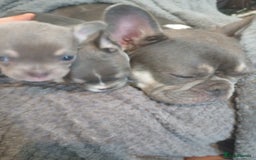 French Bulldog dogs for sale: 💥Two Amazing french bulldogs caring pink🐶 - Image 9