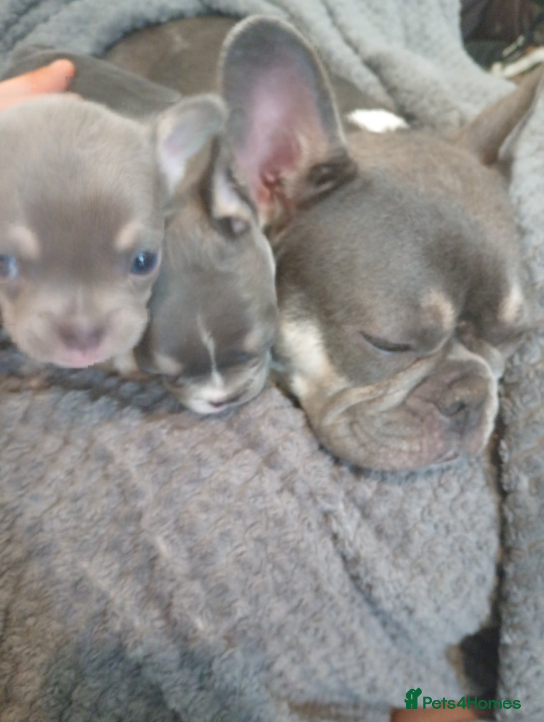 French Bulldog dogs for sale: 💥Two Amazing french bulldogs caring pink🐶 - Image 9