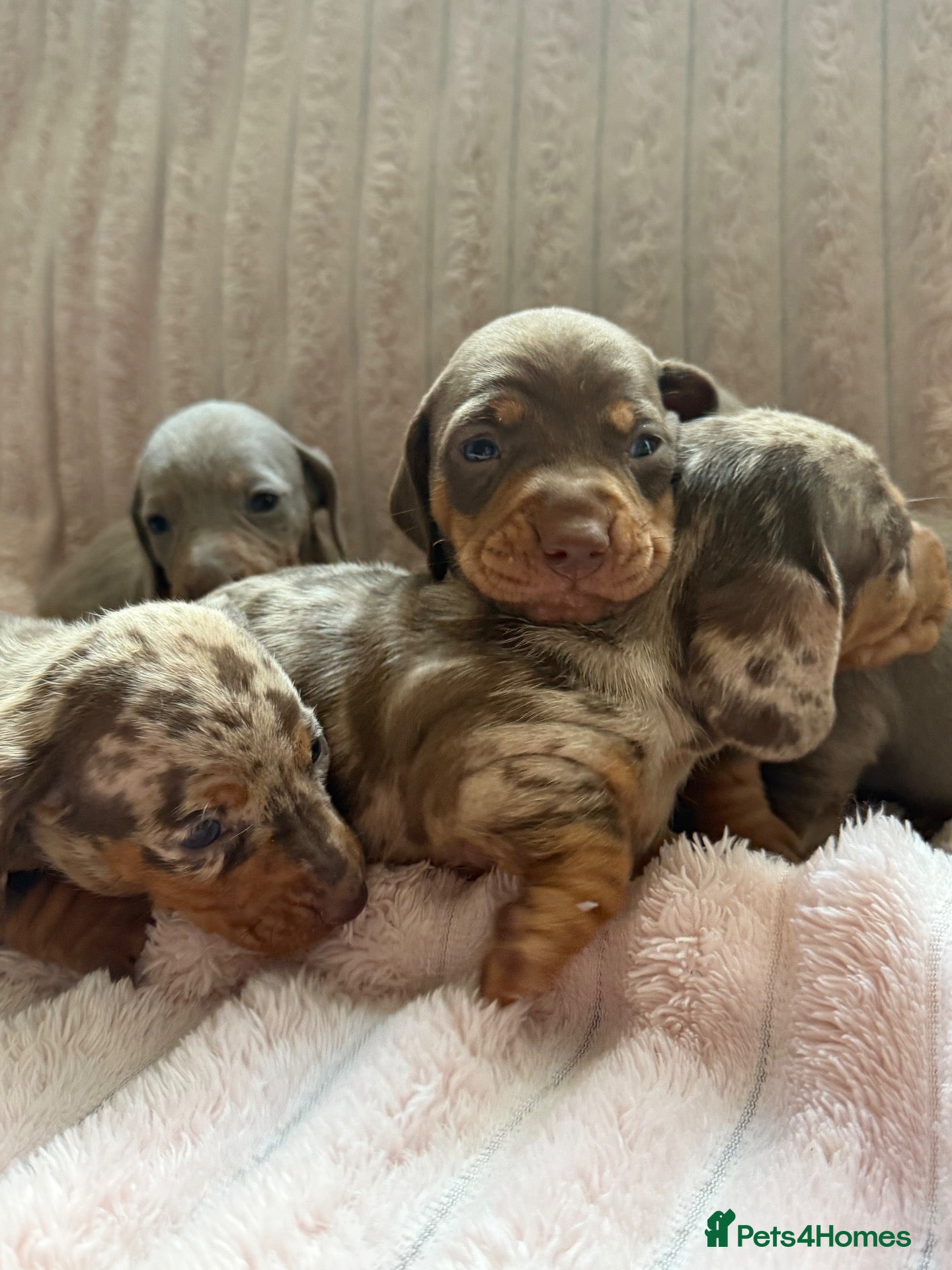 Miniature Dachshund dogs BEAUTIFUL DACHSHUND PUPPIES! - Advert 1