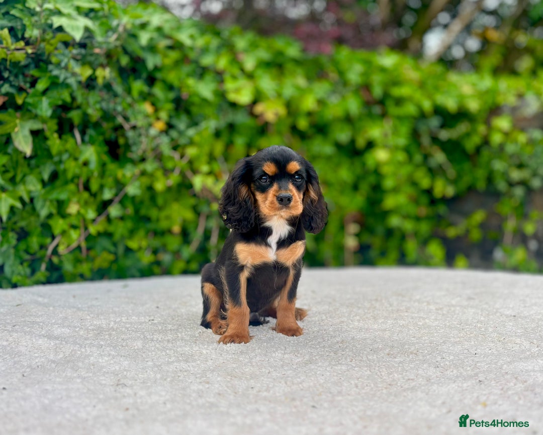 Cavalier King Charles Spaniel dogs for sale: Gorgeous Black Tan and Tri Cavalier Puppies - Image 15