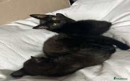 Domestic Shorthair cats for sale: Beautiful black domestic short hair kittens - Advert 9