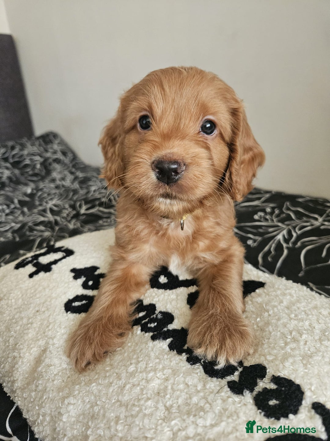 Cockapoo dogs for sale: Gorgeous cockapoo puppies, 2 boys and 2 girls - Advert 21