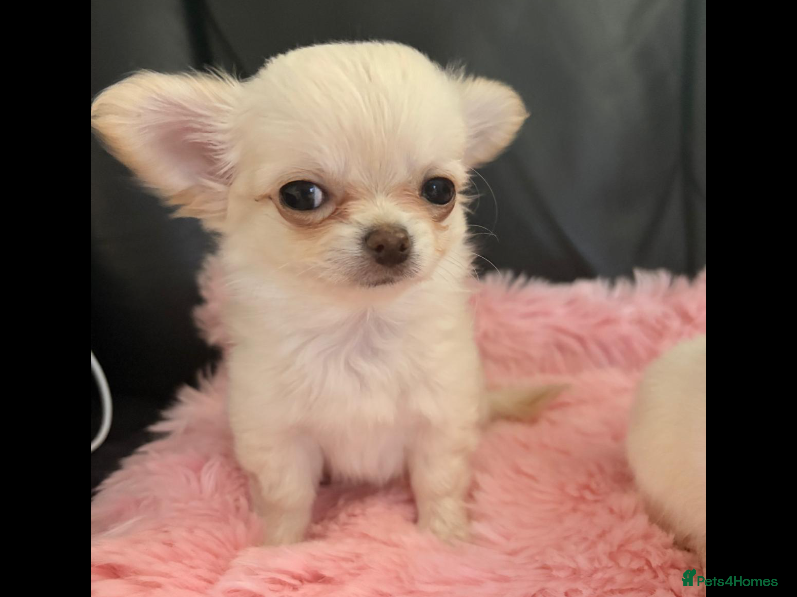 Chihuahua dogs Long coat Chihuahuas - Advert 2