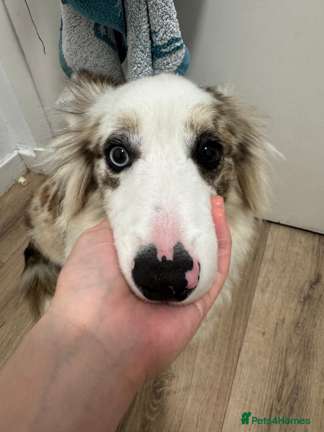 Welsh Corgi Cardigan dogs for sale: Welsh Cardigan Corgi Boy - Image 3