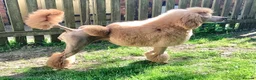Standard Poodle dogs for sale: KC Standard Poodle Puppies - Advert 17