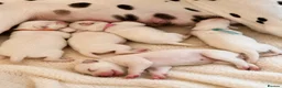 Dalmatian dogs for sale: Dalmatian puppies available  - Advert 2