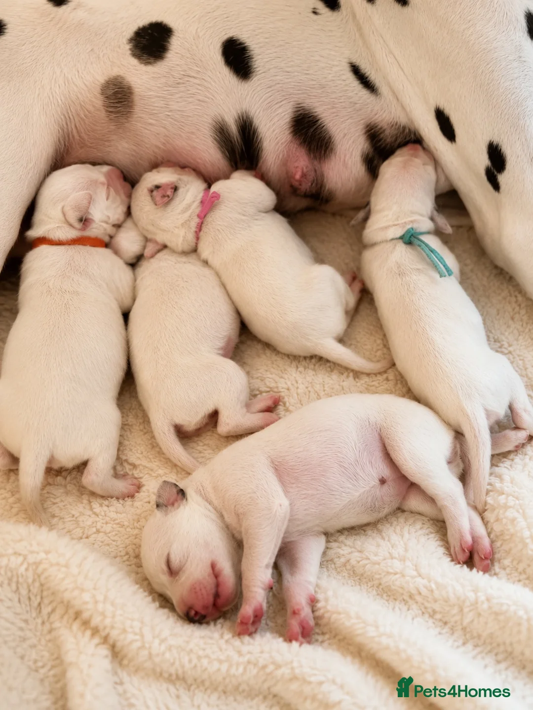 Dalmatian dogs for sale: Dalmatian puppies available  - Advert 2