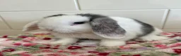 Mini Lop rabbits for sale: Stunning litter of mini lops READY NOW - Advert 6