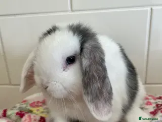 Mini Lop rabbits Stunning litter of mini lops READY NOW - Advert 18