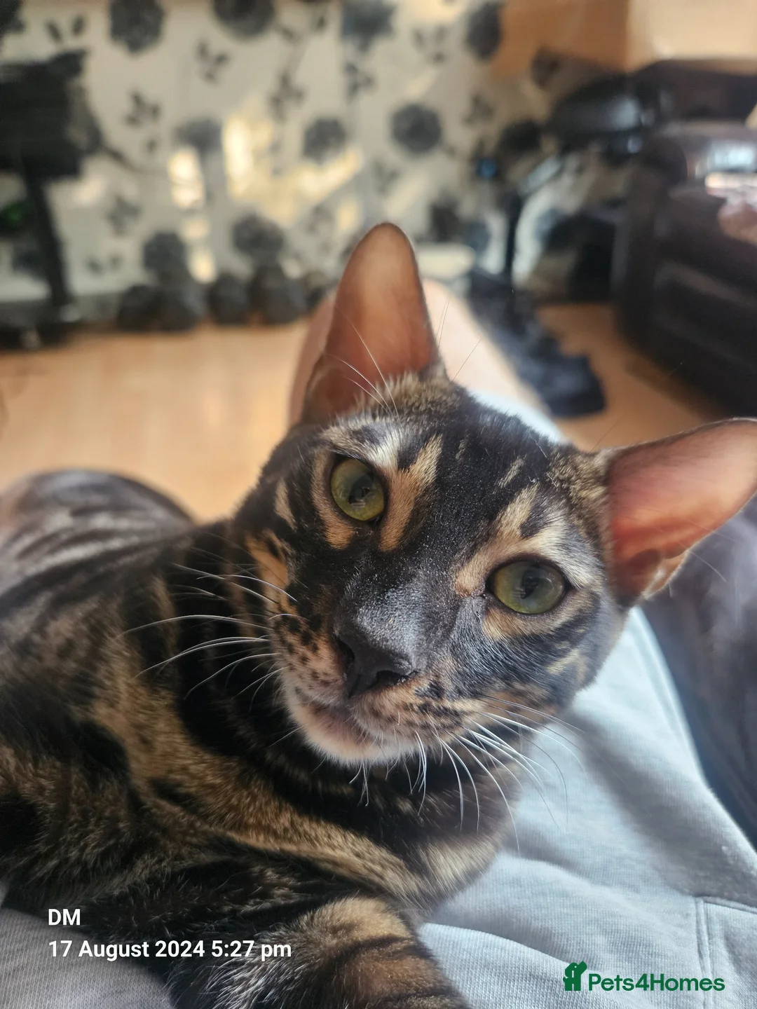 Bengal cats for sale: Breeding opportunity  - Advert 2