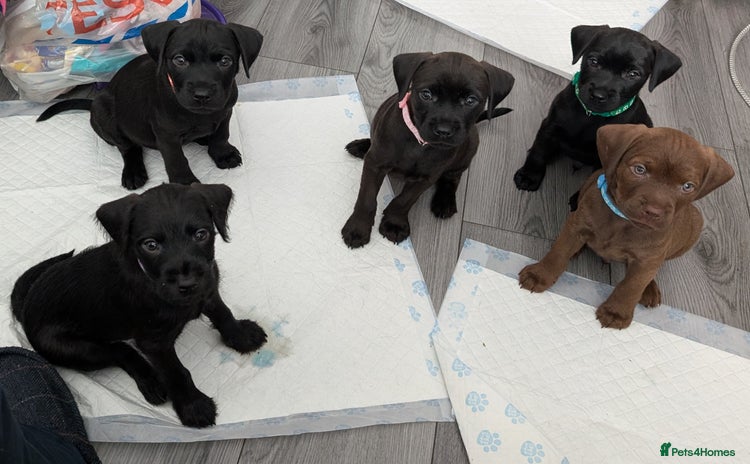 Patterdale Terrier dogs - Advert 1