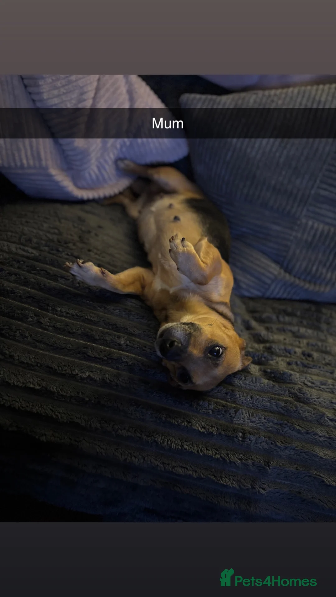 Jack Russell dogs for sale: Our beautiful girl Fia is having babies 💙 in Swadlincote - Advert 2