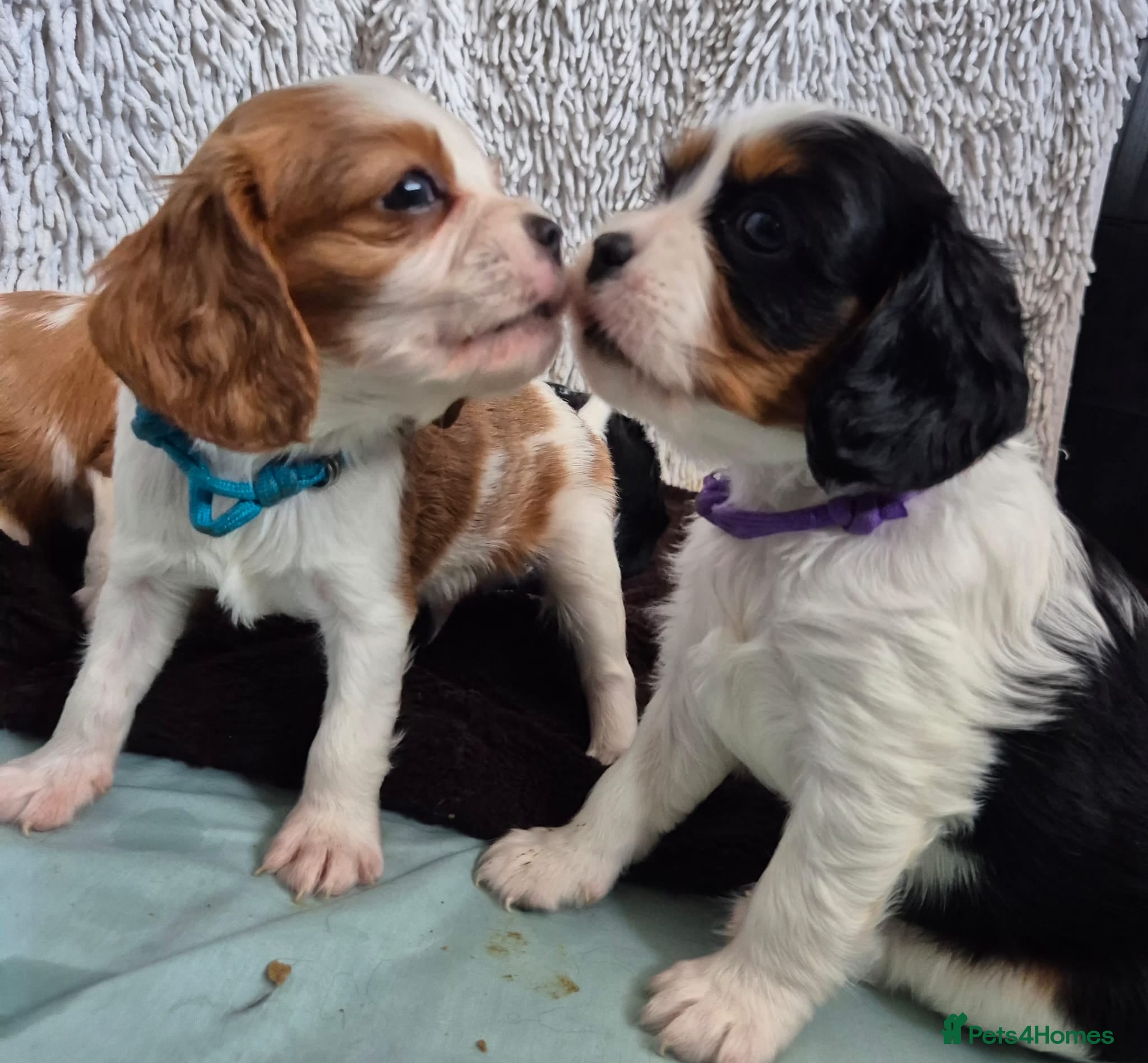 Cavalier King Charles Spaniel dogs Beautiful Cavalier King Charles Spaniel 7 Puppies - Advert 2