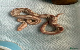 Boa Snake reptiles for sale: Sunglow Boas  - Image 3