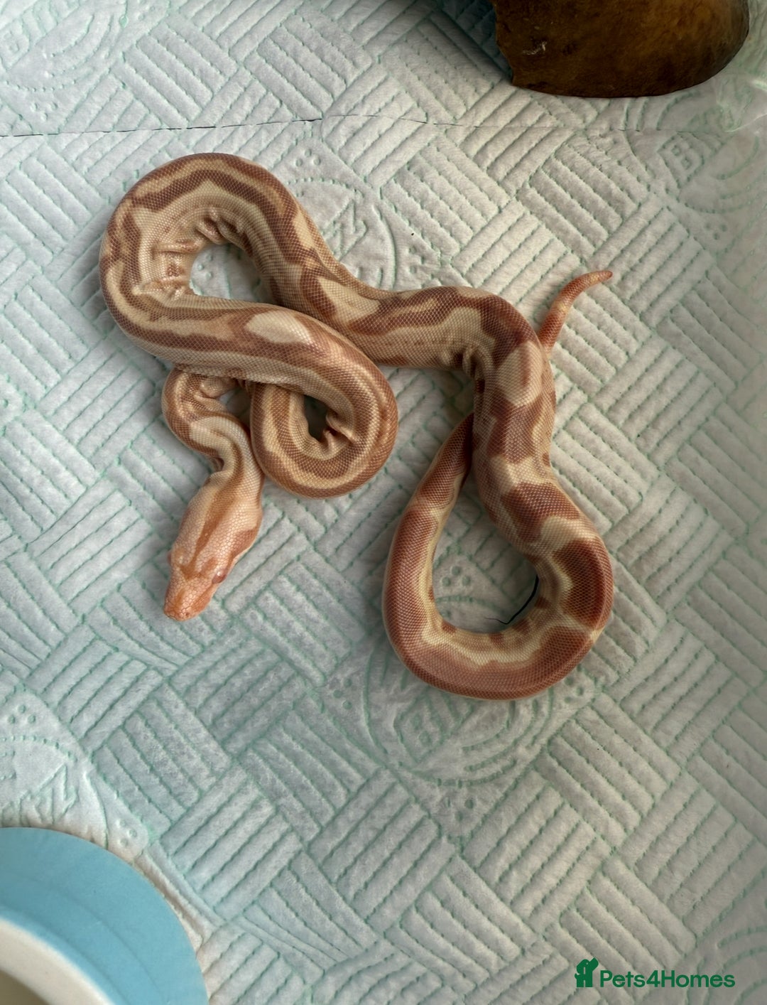 Boa Snake reptiles for sale: Sunglow Boas  - Image 3