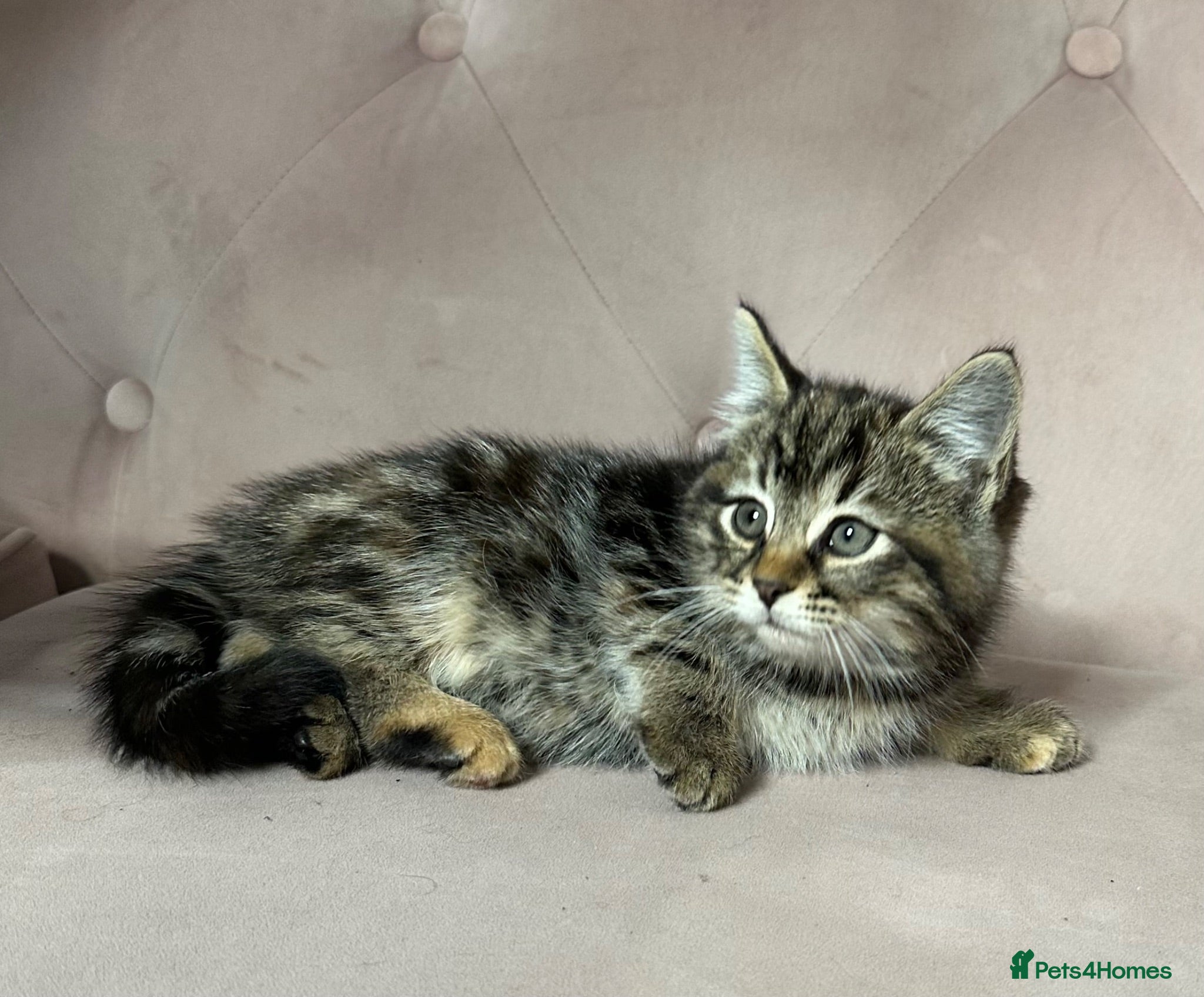 Mixed Breed cats Part Maine Coon kitten, ready - Advert 1